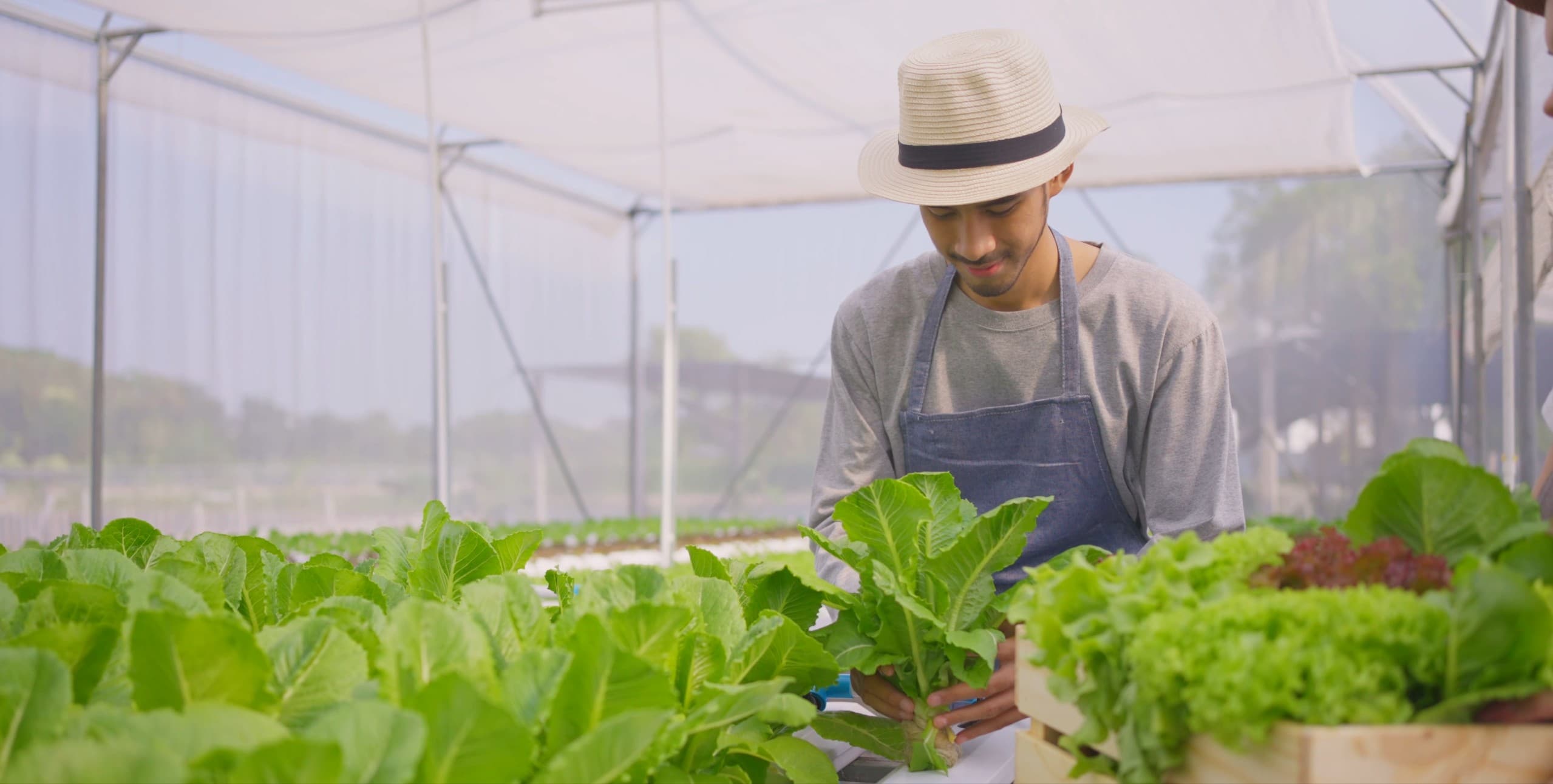 Fresh Vegetables Hero