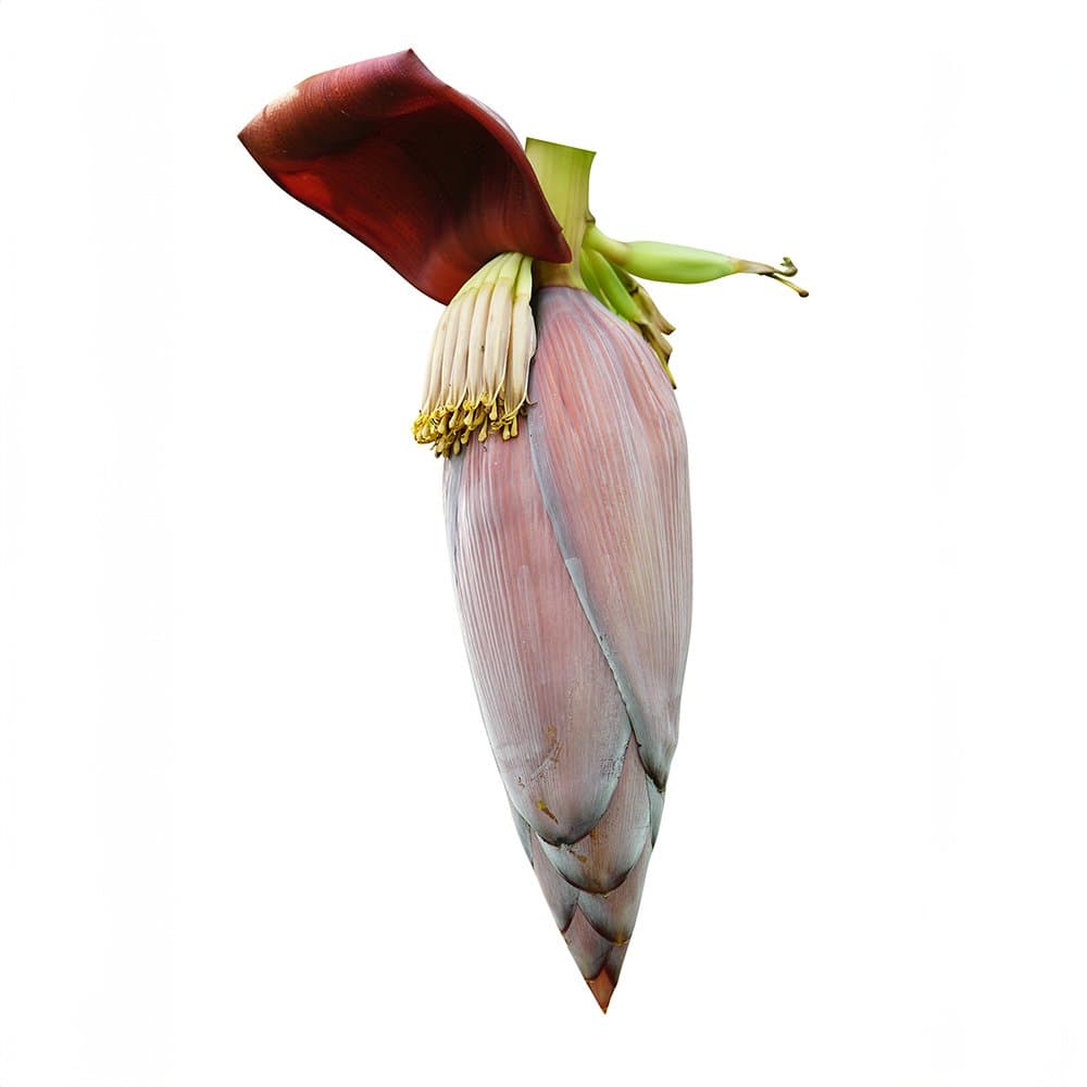 BANANA FLOWER
